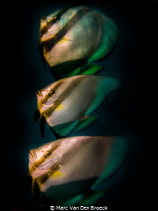 together by Marc Van Den Broeck 